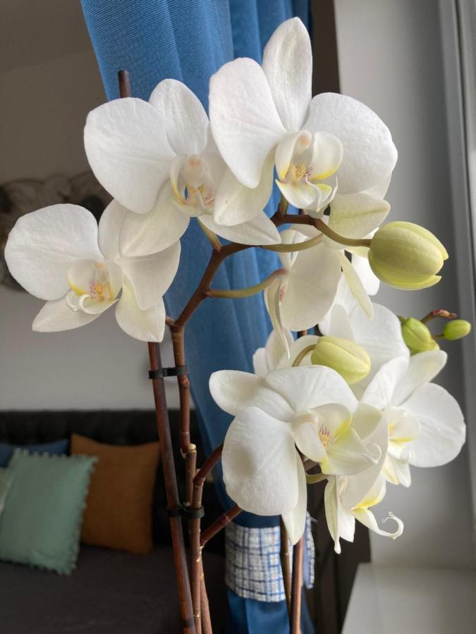 Libellula Apartman Heviz Bagian luar foto